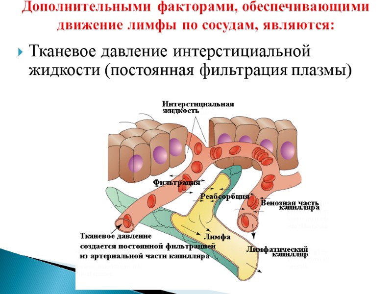 Дополнительными факторами, обеспечивающими движение лимфы по сосудам, являются:  Тканевое давление интерстициальной жидкости (постоянная